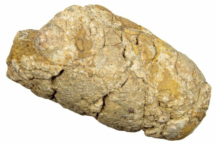 Permian Fossil Synapsid/Amphibian Coprolite - Texas #251409